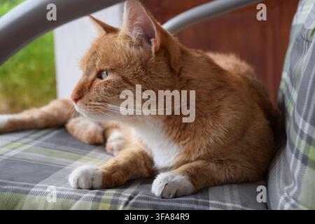 Ginger and white domestic cat resting on a cushioned garden chair and looking into the distance... Stock Photo