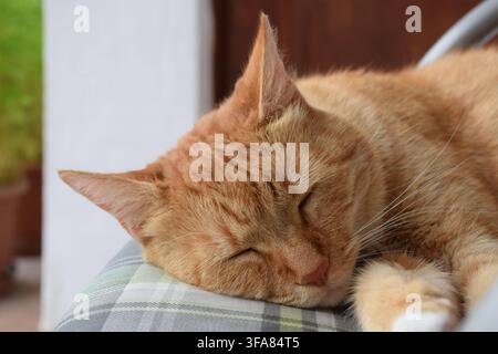 Close-up portrait of a ginger domestic cat sleeping peacefully on a cushioned chair outdoors... Stock Photo