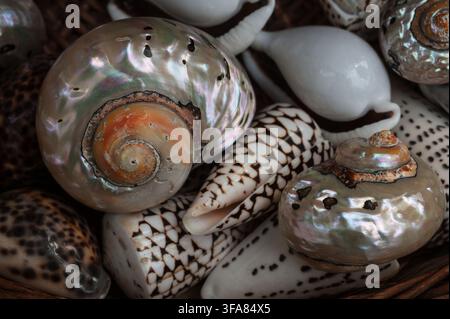 Close-up of a collection of beautiful polished seashells, featuring an iridescent mother-of-pearl spiral shell and patterned cone shells. Stock Photo