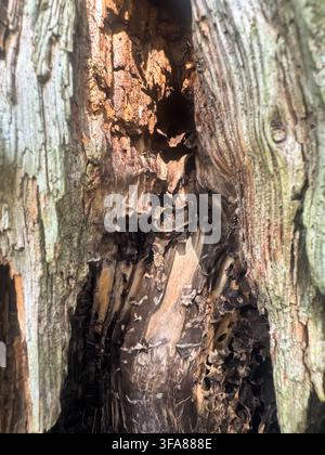 View of ants crawling on the textured bark and deep crevices of an old tree trunk in Engure, Tukums Municipality, Latvia. Stock Photo