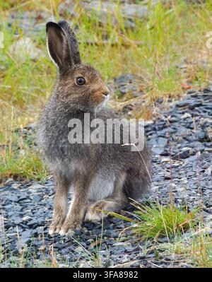 European or Brown Hare Lapus europaeus on a  hillside in central Norway Stock Photo