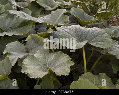 Close up of broad squash plant leaves in a lush edible garden, showing homegrown vegetables, seasonal food, biodiversity, sustainable agriculture Stock Photo