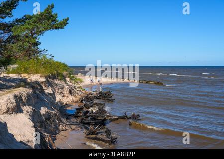 Kolka, Latvia- 09 August, 2026: Eroded sandy shore with exposed tree roots and driftwood at Cape Kolka, Latvia, showing natural coastal erosion by Bal Stock Photo