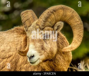 Close-up portrait of a bighorn sheep ram with large curled horns Stock Photo