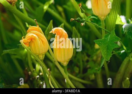 Yellow zucchini blossoms growing on a leafy green plant in a garden in summer Stock Photo
