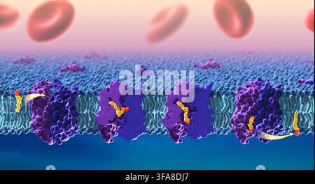 DHA crossing the blood-brain barrier  Docosahexaenoic acid (DHA) is an essential omega-3 fatty acid that is important for a healthy nervous system. This model shows how DHA and other omega-3 fatty acids cross the blood-brain barrier through the lipid transporter Mfsd2a.  An optimised and enhanced version of a NIAID / NIH image, Credit: NIAID / NIH   Credit: Ethan Tyler, NIH Medical Arts Stock Photo