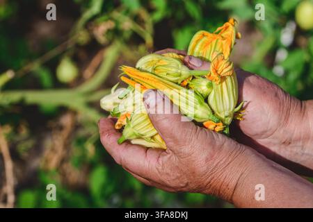 Freshly harvested squash blossoms, also known as zucchini flowers being held  in elderly woman's hands Stock Photo