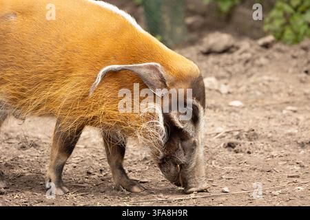 Red River Hog Foraging In Dirt Outdoors — Wild Pig Portrait With Orange Fur And Whiskers Stock Photo