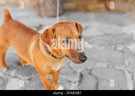 A small brown dog stands outdoors on a stone surface . Stock Photo