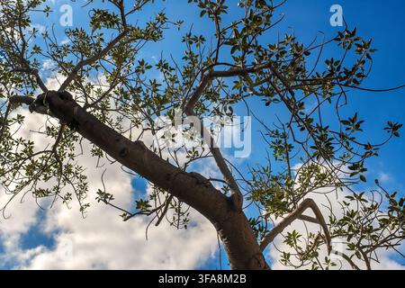 Tree trunk with spreading curved branches, green leaves view from below against blue sky with white clouds on sunny day. Stock Photo