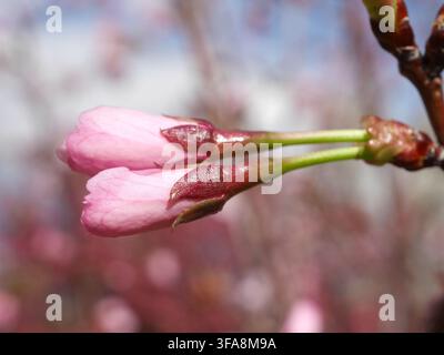 Pink flower buds of Pink Flair Flowering Cherry (Prunus sargentii) developing on a branch in spring in Colorado, USA. Stock Photo