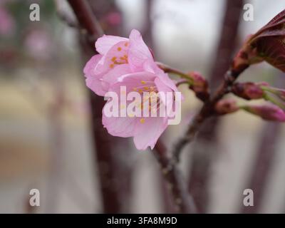 Opening pink blossoms and buds of Pink Flair Flowering Cherry (Prunus sargentii) in early spring in Colorado, USA. Stock Photo
