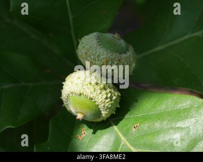 Close up of two young acorns of Swamp White Oak (Quercus bicolor) with textured cupules on a green leaf in early autumn in Colorado, USA. Stock Photo