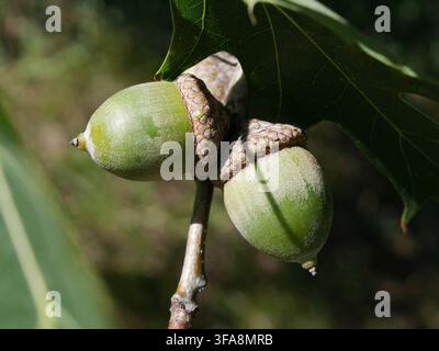 Developing Northern Red Oak (Quercus rubra) acorns on a branch in early September in Colorado, USA, showing green nuts and textured caps. Stock Photo