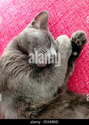 Cute grey cat sleeping curled up on a vibrant pink textile background covering its face with paws Stock Photo