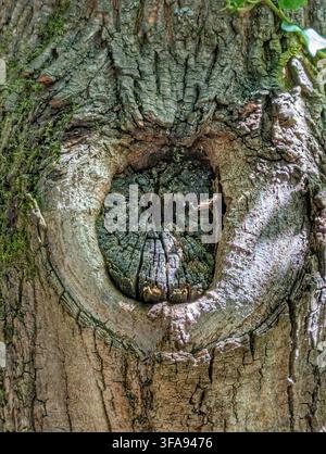 A close-up of natural tree bark featuring a heart-shaped knot in a serene outdoor setting, nature photography and tree textures. The vibrant green and Stock Photo