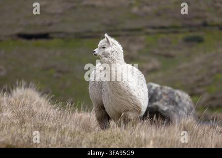 White alpaca (Vicugna pacos) standing in high-altitude páramo grassland in Antisana, Ecuadorian Andes, Ecuador. Stock Photo