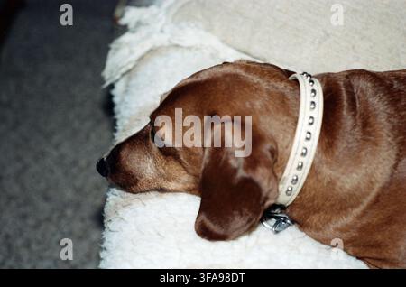 A smooth-coated brown dachshund wearing a studded collar rests peacefully on a soft white fleece blanket, captured in a close-up side profile. Stock Photo