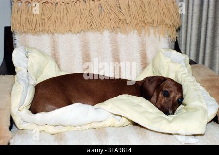 A sleek brown miniature dachshund lies relaxed in a soft cream pet bed on a plush chair, surrounded by cozy home textiles. Calm and content indoor pet Stock Photo