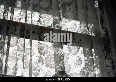 Soft natural sunlight filters through delicate white floral lace curtains, casting gentle shadows and patterns in a quiet, nostalgic interior setting. Stock Photo