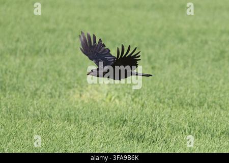 A Carrion Crow (Corvus Corone) Flying Low Over a Green Field of Grass or Recently Sown Grain Stock Photo