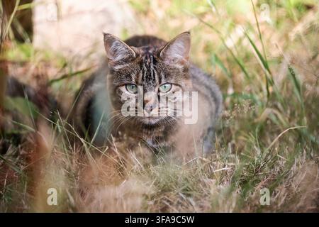 Tabby cat ((Felis catus) close up with piercing green eyes fixing his gaze on garden wildlife whilst crouched in the long grass Stock Photo
