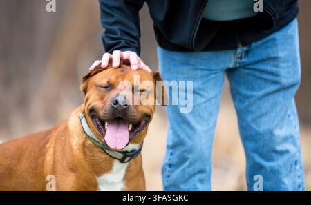 A person petting a happy Pit Bull Terrier mixed breed dog on its head Stock Photo