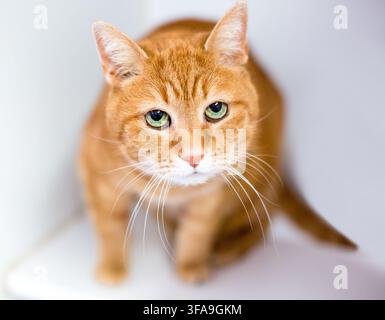 A shorthair cat looking up with a sad expression on its face Stock Photo