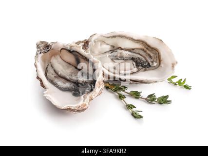 Fresh oysters with thyme gourmet seafood delicacy healthy eating and fine dining concept isolated on white background Stock Photo