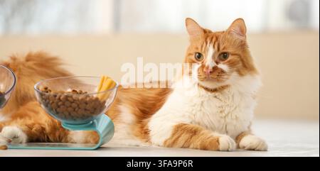 Pet care and animal nutrition, adorable ginger cat lying next to food and water bowls indoors, domestic feline lifestyle Stock Photo