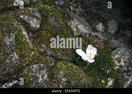 a big white flower grow from the small crack in stone that cover with green moss Stock Photo