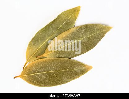Dried Bay leaves scattered on white background herbs and spices cooking ingredient. Stock Photo