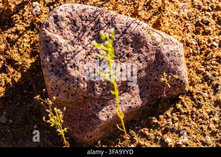 Textured pink granite stone featuring black biotite and hornblende mineral inclusions, resting on sandy ground surface with subtle wildflowers in natu Stock Photo