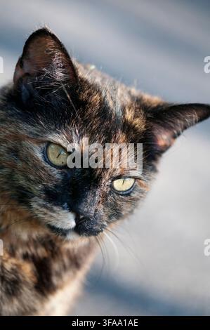 Domestic female tortoiseshell cat (Felis catus). Stock Photo