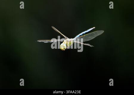Emperor dragonfly (Anax imperator) in flight. Also known as the blue emperor, this is one of the largest dragonflies in Europe, averaging 7.8 centimetres in length. Stock Photo