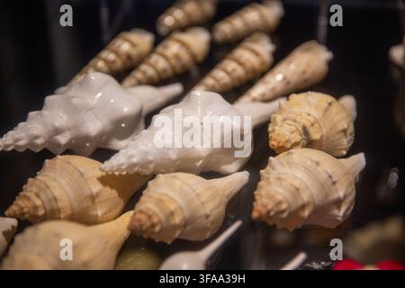 A collection of various tropical marine gastropod seashells, including white spindle shells and striped auger or turret shells, arranged neatly on a d Stock Photo