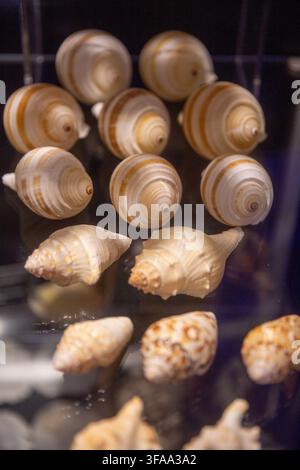 A vertical collection of assorted marine gastropod seashells, showcasing lined scotch bonnet shells and textured crown conchs arranged on a dark displ Stock Photo