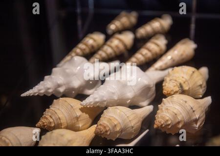 A collection of various tropical marine gastropod seashells, including white spindle shells and striped auger or turret shells, arranged neatly on a d Stock Photo