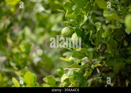 Fresh green limes growing on tree branch among leaves, citrus fruit and agriculture concept Stock Photo