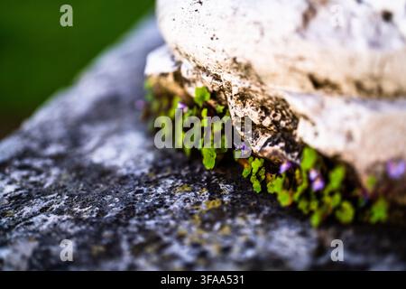 Close view of tiny purple flowers and green leaves emerging beneath weathered stone, with rough mineral surfaces and selective focus emphasizing natur Stock Photo