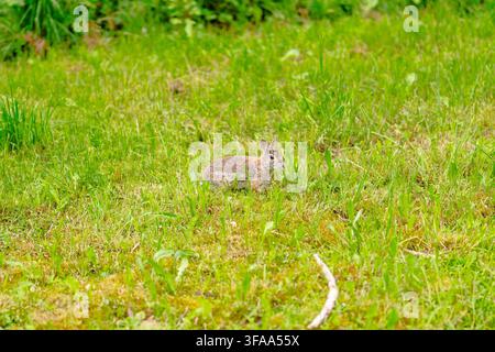 Small wild rabbit sitting among tall green grass and low vegetation in daylight, photographed in a natural outdoor setting with ample surrounding spac Stock Photo