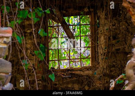 broken window with rusty metal grate of an abandoned building covered in green ivy plant Stock Photo