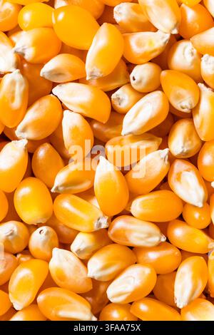 Dry Organic Raw Pop Corn Kernels in a Bowl Stock Photo