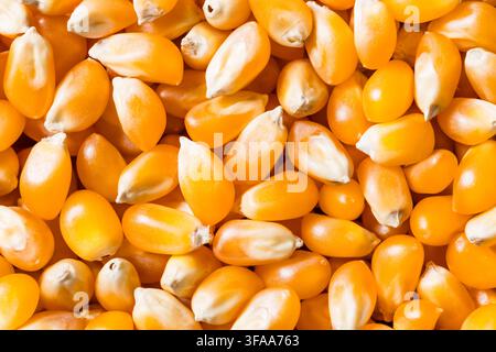 Dry Organic Raw Pop Corn Kernels in a Bowl Stock Photo