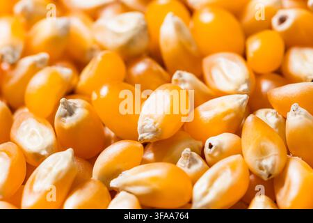 Dry Organic Raw Pop Corn Kernels in a Bowl Stock Photo
