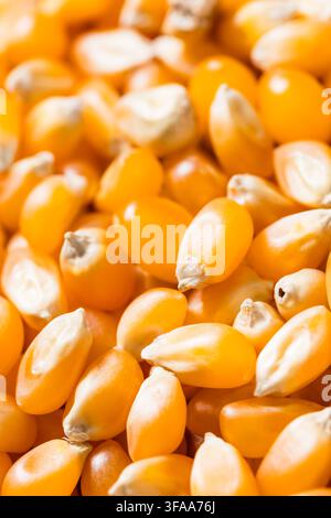 Dry Organic Raw Pop Corn Kernels in a Bowl Stock Photo