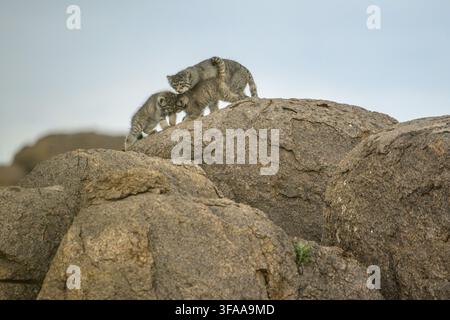 Two kittens play on rocks in a natural setting with an overcast sky, Pallas cat, Otocolobus manul, Mongolia Stock Photo