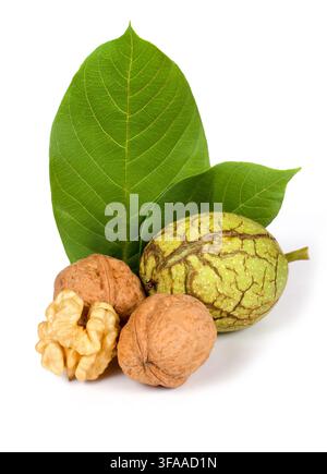 Walnuts with leaves and peel on a white background. Composition of walnuts. Stock Photo