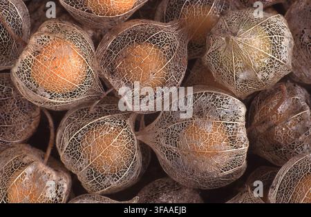 MATURE FRUIT IN HUSKS OF GROUND CHERRIES (PHYSALIS PRUINOSA) ALSO KNOWN AS CAPE GOOSEBERRIES OR HUSK TOMATOES. Stock Photo