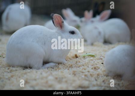 Group of cute white domestic rabbits lying on sawdust bedding inside an enclosure. Stock Photo